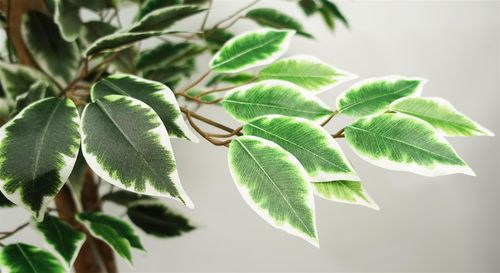 Realistic 150cm Artificial Ficus Tree with 1008 Lush Silk Leaves - plants - express.com