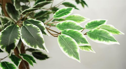 Realistic 150cm Artificial Ficus Tree with 1008 Lush Silk Leaves - plants - express.com
