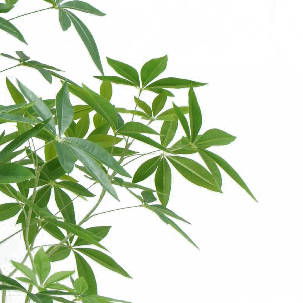 Realistic 150cm Artificial Money Tree Pachira - Lifelike Faux Greenery Decor - plants - express.com