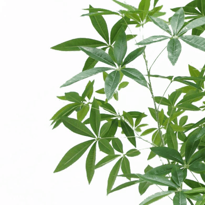 Realistic 180cm Artificial Money Tree Pachira - Lifelike Décor for Home & Office - plants - express.com