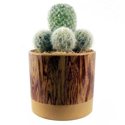 Realistic 20cm Artificial Cactus in Chic Ceramic Planter – No Prickles! - plants - express.com