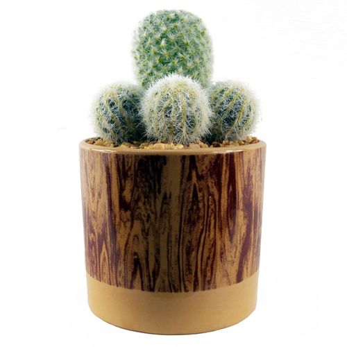 Realistic 20cm Artificial Cactus in Chic Ceramic Planter – No Prickles! - plants - express.com