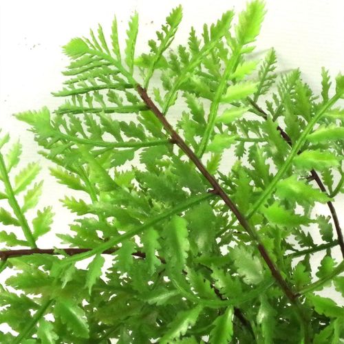 Realistic 30cm Southern Wood Fern in Black Pot - Lush Home Décor Accent - plants - express.com