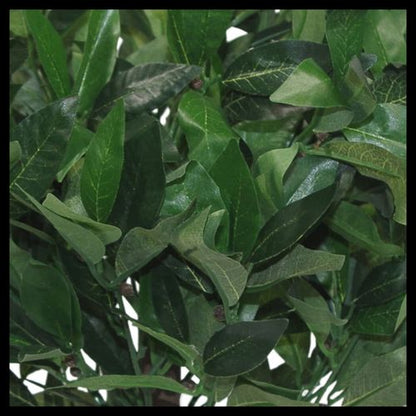 Realistic 50cm Dwarf Bay Tree Topiary Bushes - Perfect for Effortless Elegance! - plants - express.com