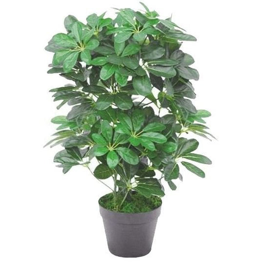 Realistic 55cm Dark Green Artificial Schefflera - Safe Dwarf Umbrella Tree - plants - express.com