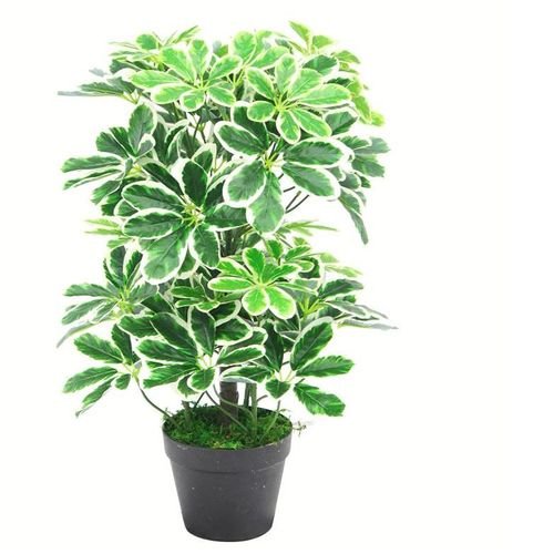 Realistic 55cm Variegated Schefflera Arboricola - Safe & Stylish Décor! - plants - express.com