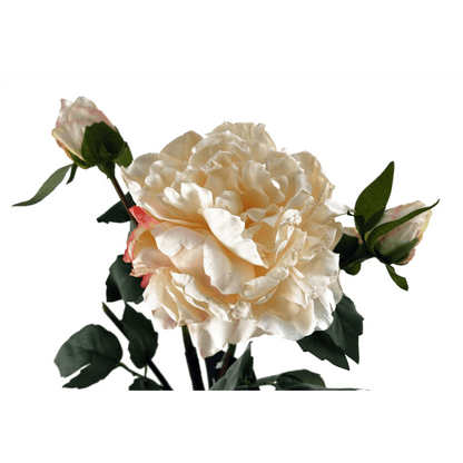 Realistic 60cm Cream Peony Stem with 3 Buds - Perfect for Stunning Arrangements! - plants - express.com