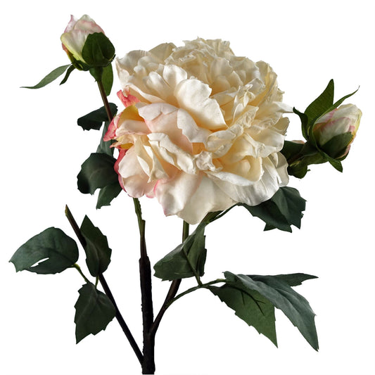 Realistic 60cm Cream Peony Stem with 3 Buds - Perfect for Stunning Arrangements! - plants - express.com