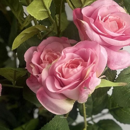 Realistic 60cm Premium Pink Silk Rose Bush with Flexible Stems - Botanik UK - plants - express.com