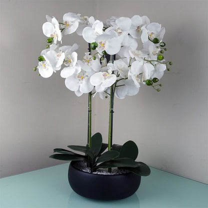 Realistic 60cm White Orchid in Elegant Black Ceramic Planter - Ready to Display! - plants - express.com