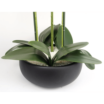 Realistic 60cm White Orchid in Elegant Black Ceramic Planter - Ready to Display! - plants - express.com