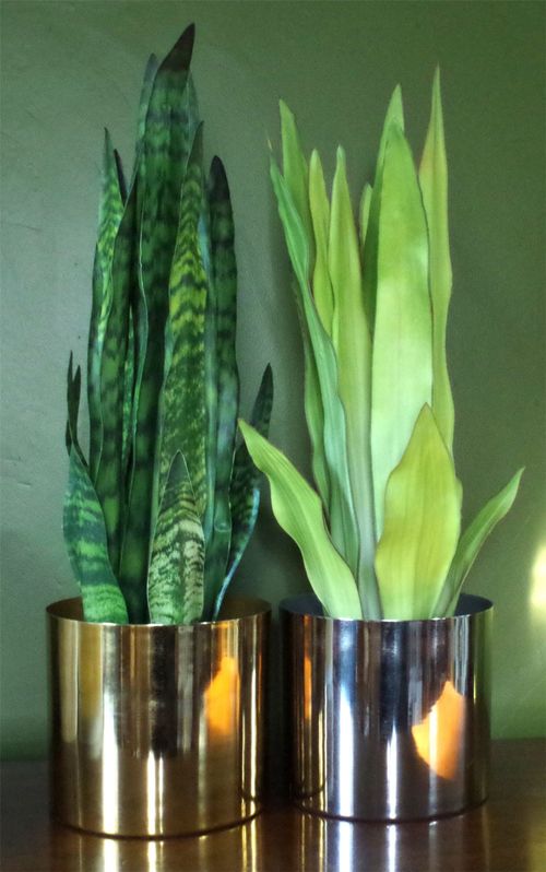 Realistic 70cm Sansevieria Zeylanica - Stunning Faux Indoor Plant - plants - express.com