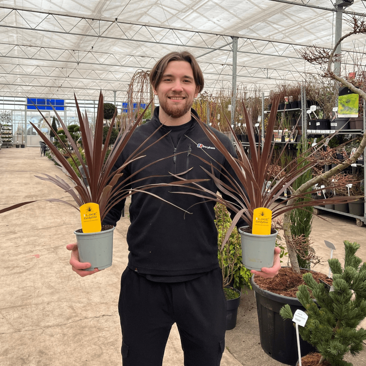 Red Star Cordyline: Compact Bronze - Red Foliage, 3 Sizes - plants - express.com