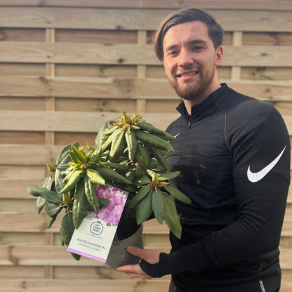 Rhododendron Delta 2L / 5L - plants - express.com