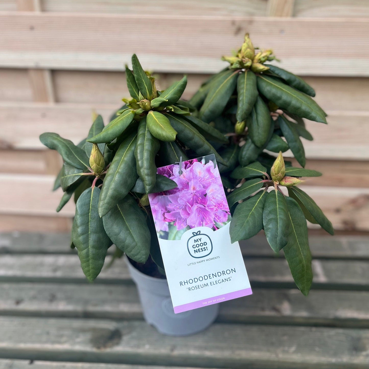 Rhododendron Delta 2L / 5L - plants - express.com