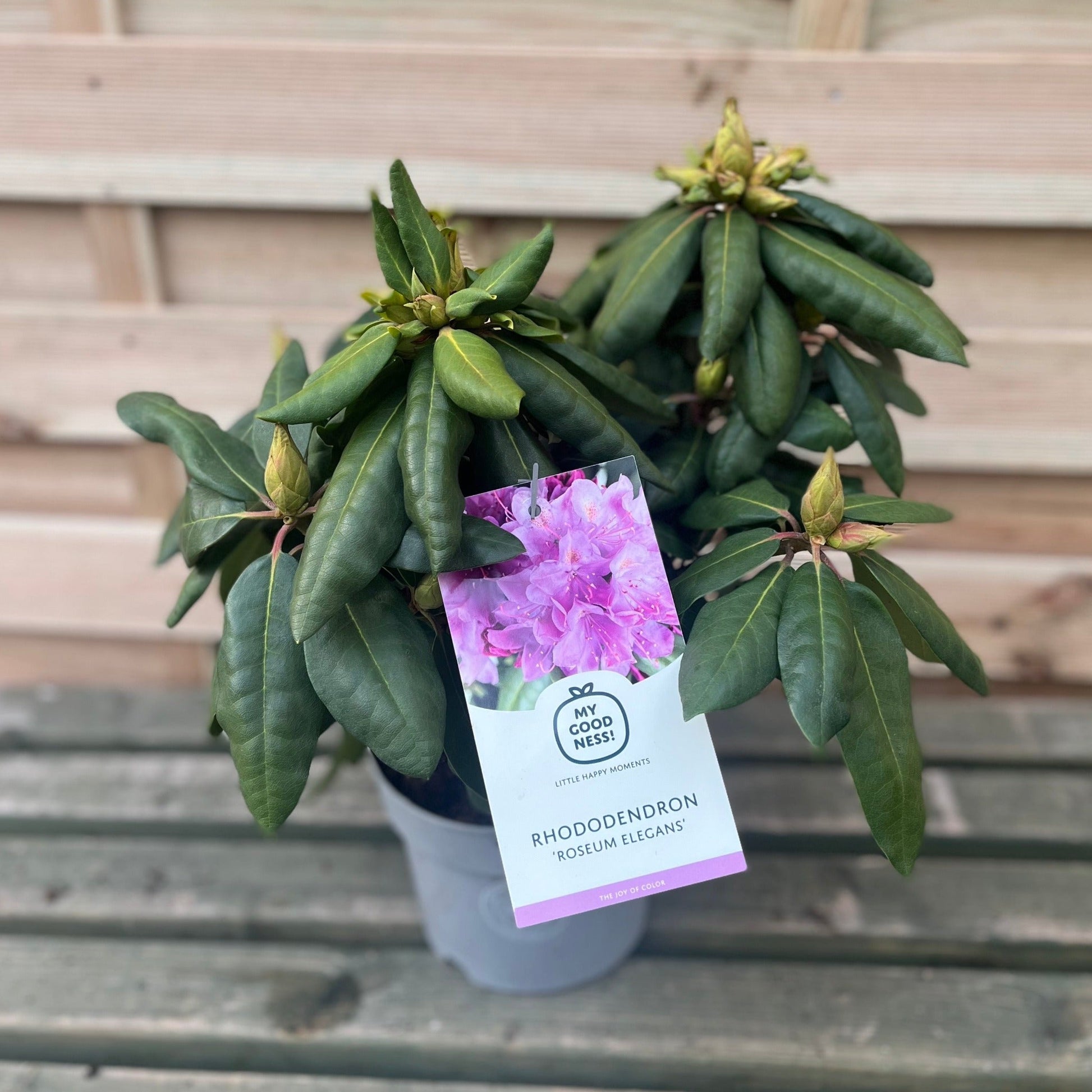 Rhododendron Delta 2L / 5L - plants - express.com