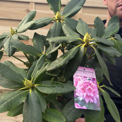 Rhododendron Delta 2L / 5L - plants - express.com