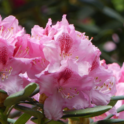 Rhododendron Delta 2L / 5L - plants - express.com