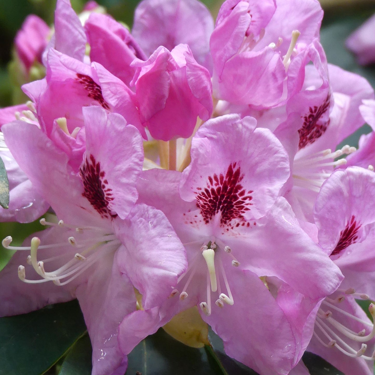 Rhododendron Delta 2L / 5L - plants - express.com