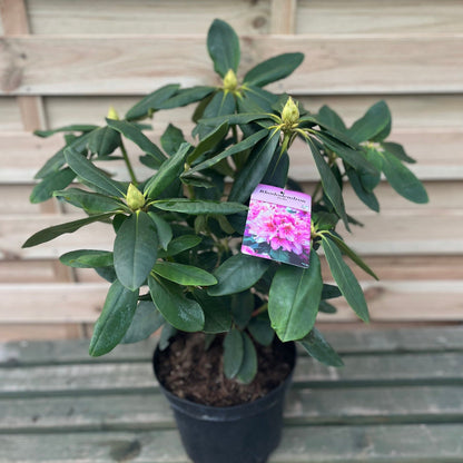 Rhododendron Delta 2L / 5L - plants - express.com