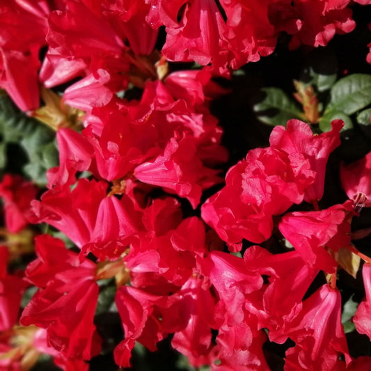 Rhododendron 'Scarlet Wonder' | Dwarf Rhododendron 1L / 2L - plants - express.com