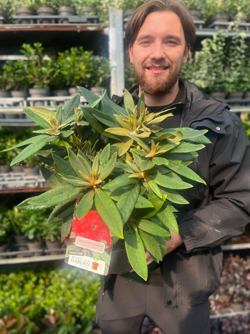 Rhododendron 'Vulcan's Flame' - Stunning Evergreen with Fiery Red Blooms! - plants - express.com