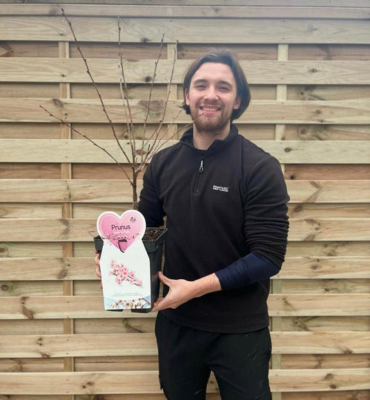 Ruby Nipponica Dwarf Cherry - Pink Blossoms, Purple Foliage, Patio Size - plants - express.com