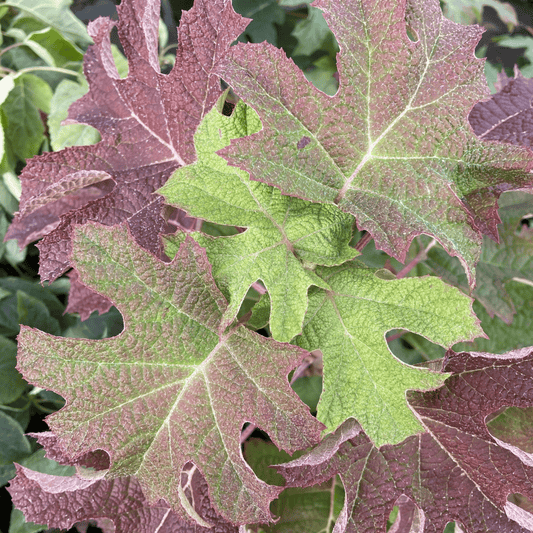 Ruby Slippers Oakleaf Hydrangea - Compact Beauty for Every Garden - plants - express.com
