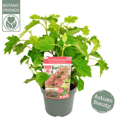 Ruby Slippers Oakleaf Hydrangea - Compact Beauty for Every Garden - plants - express.com