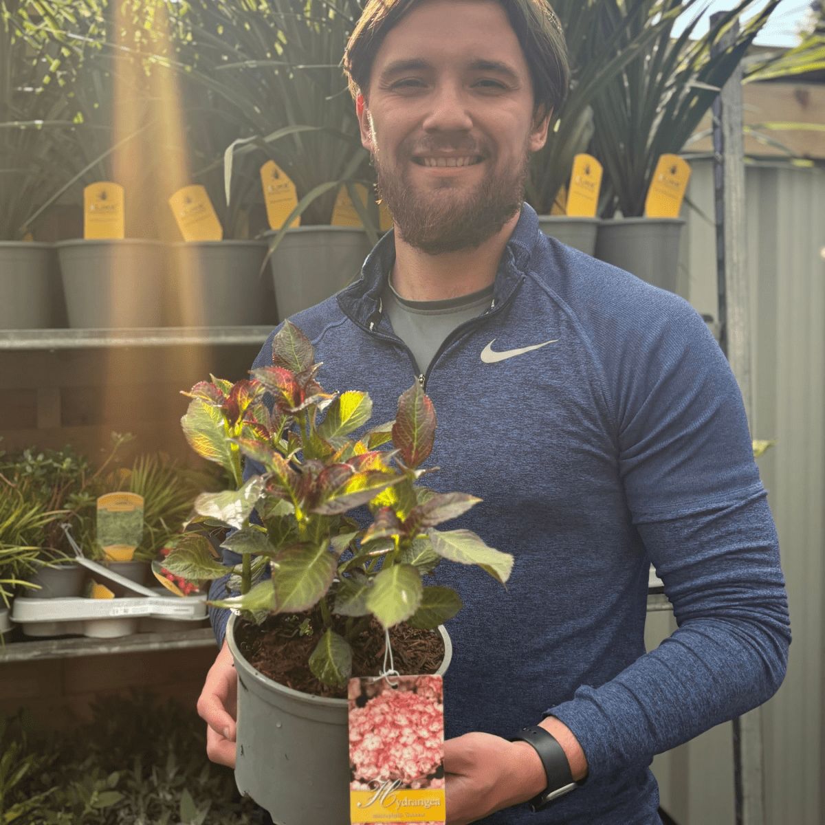 Sabrina Hydrangea - Stunning Bicolor Blooms for Your Garden, 2L - plants - express.com