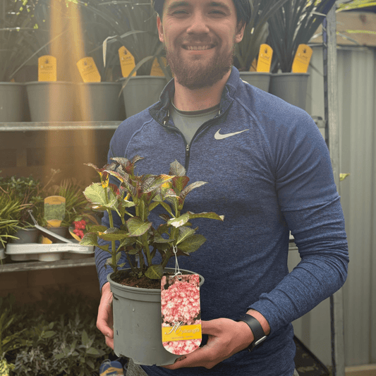 Sabrina Hydrangea - Stunning Bicolor Blooms for Your Garden, 2L - plants - express.com