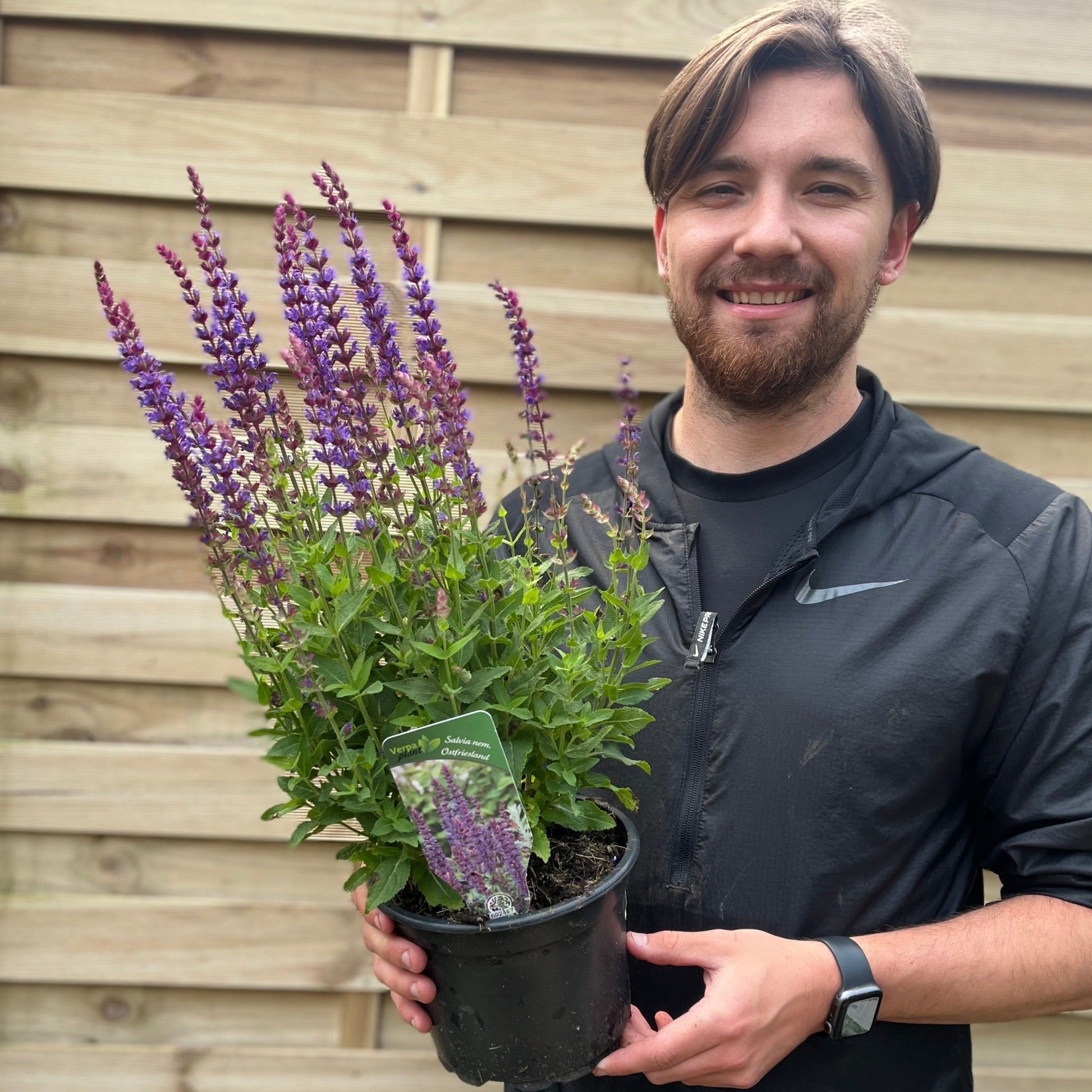 Salvia nemorasa 'Ostfriesland' Blue 1/2L - plants - express.com