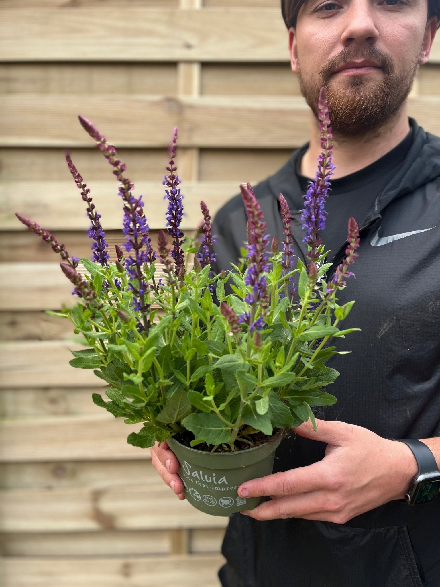 Salvia nemorasa 'Ostfriesland' Blue 1/2L - plants - express.com