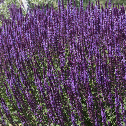 Salvia nemorasa 'Ostfriesland' Blue 1/2L - plants - express.com