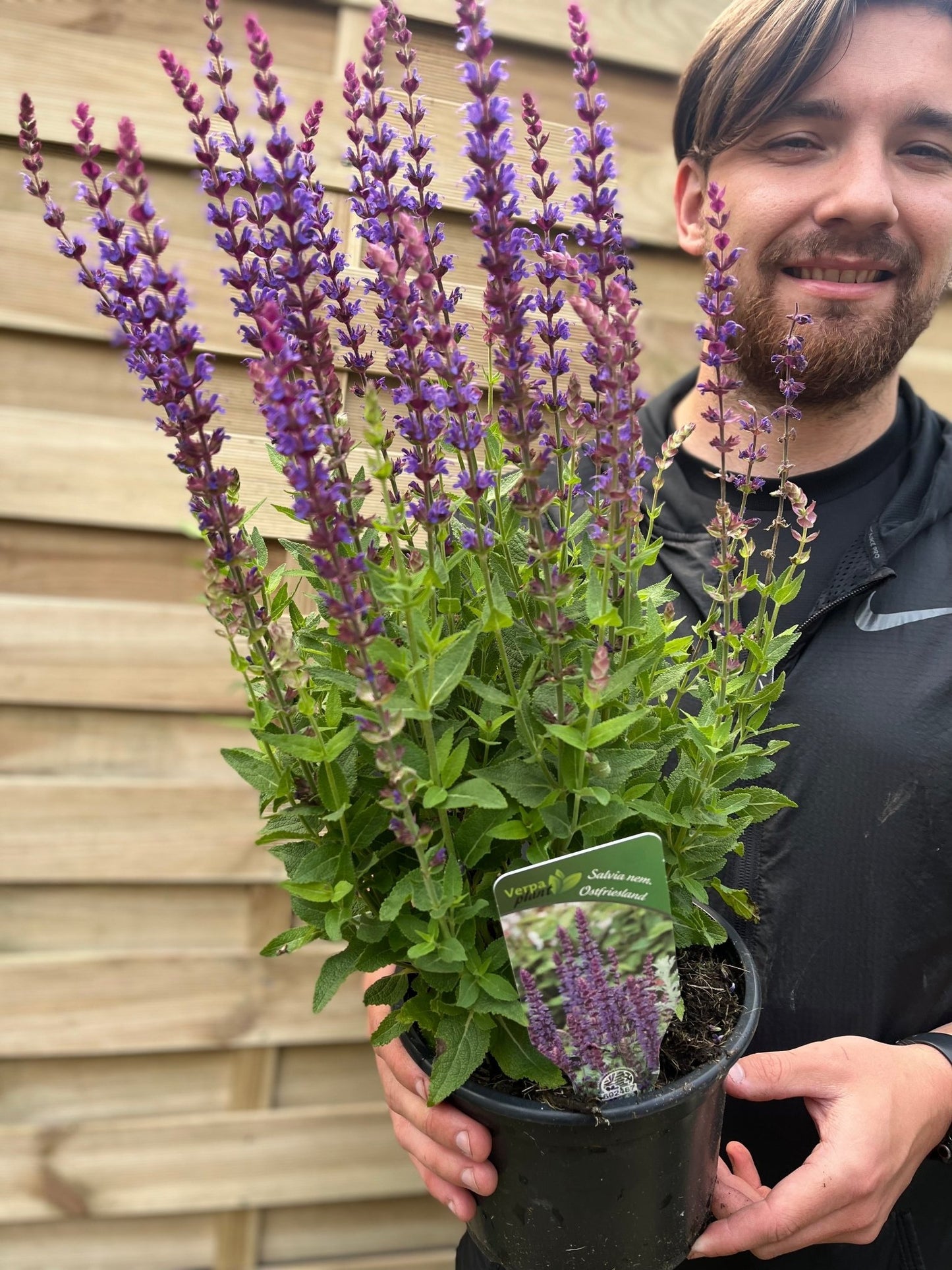 Salvia nemorasa 'Ostfriesland' Blue 1/2L - plants - express.com