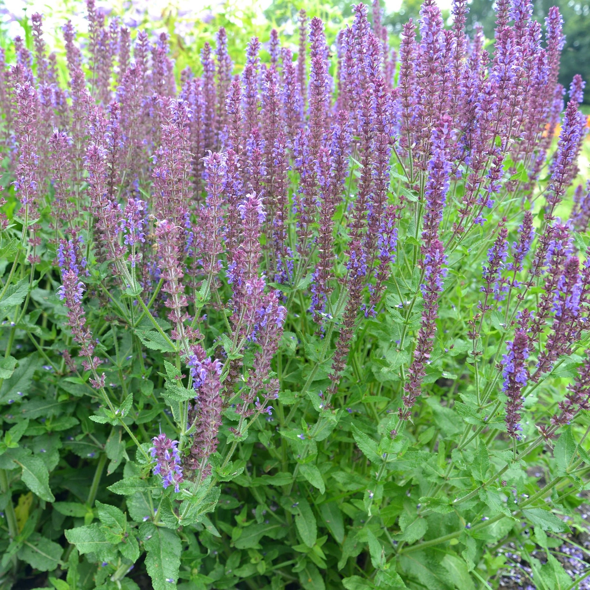 Salvia nemorasa 'Ostfriesland' Blue 1/2L - plants - express.com