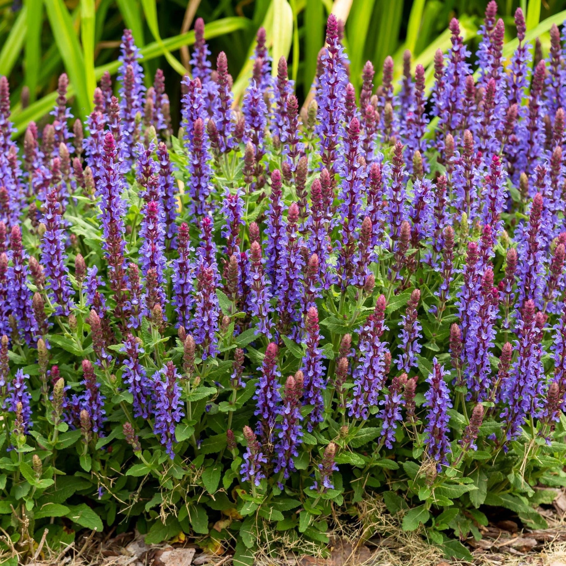 Salvia x superba New Dimensions Blue - Azure - Blue Blooms, 9cm Pot - plants - express.com