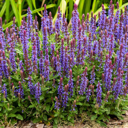 Salvia x superba New Dimensions Blue - Azure - Blue Blooms, 9cm Pot - plants - express.com