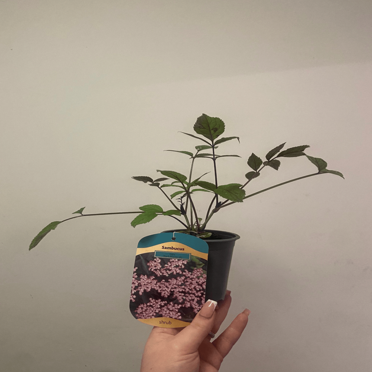 Sambucus nigra 'Black Beauty' – Purple Foliage, Fragrant Blooms, 9cm/3L - plants - express.com