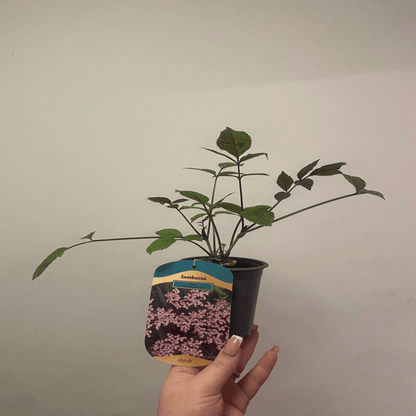 Sambucus nigra 'Black Beauty' – Purple Foliage, Fragrant Blooms, 9cm/3L - plants - express.com