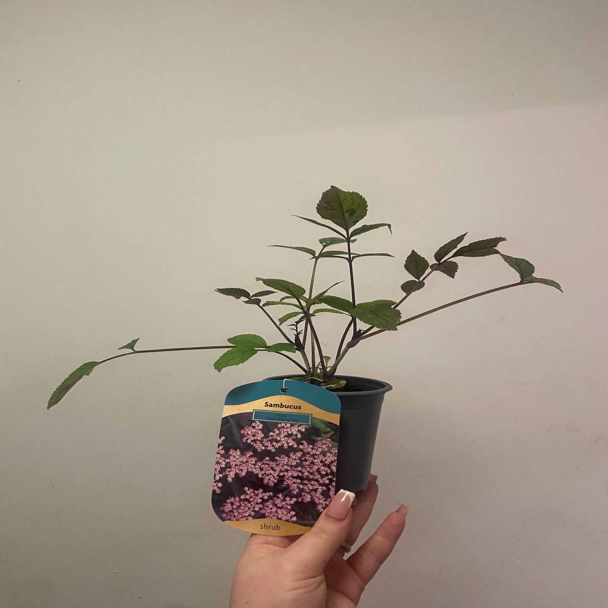 Sambucus nigra 'Black Beauty' – Purple Foliage, Fragrant Blooms, 9cm/3L - plants - express.com