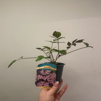 Sambucus nigra 'Black Beauty' – Purple Foliage, Fragrant Blooms, 9cm/3L - plants - express.com