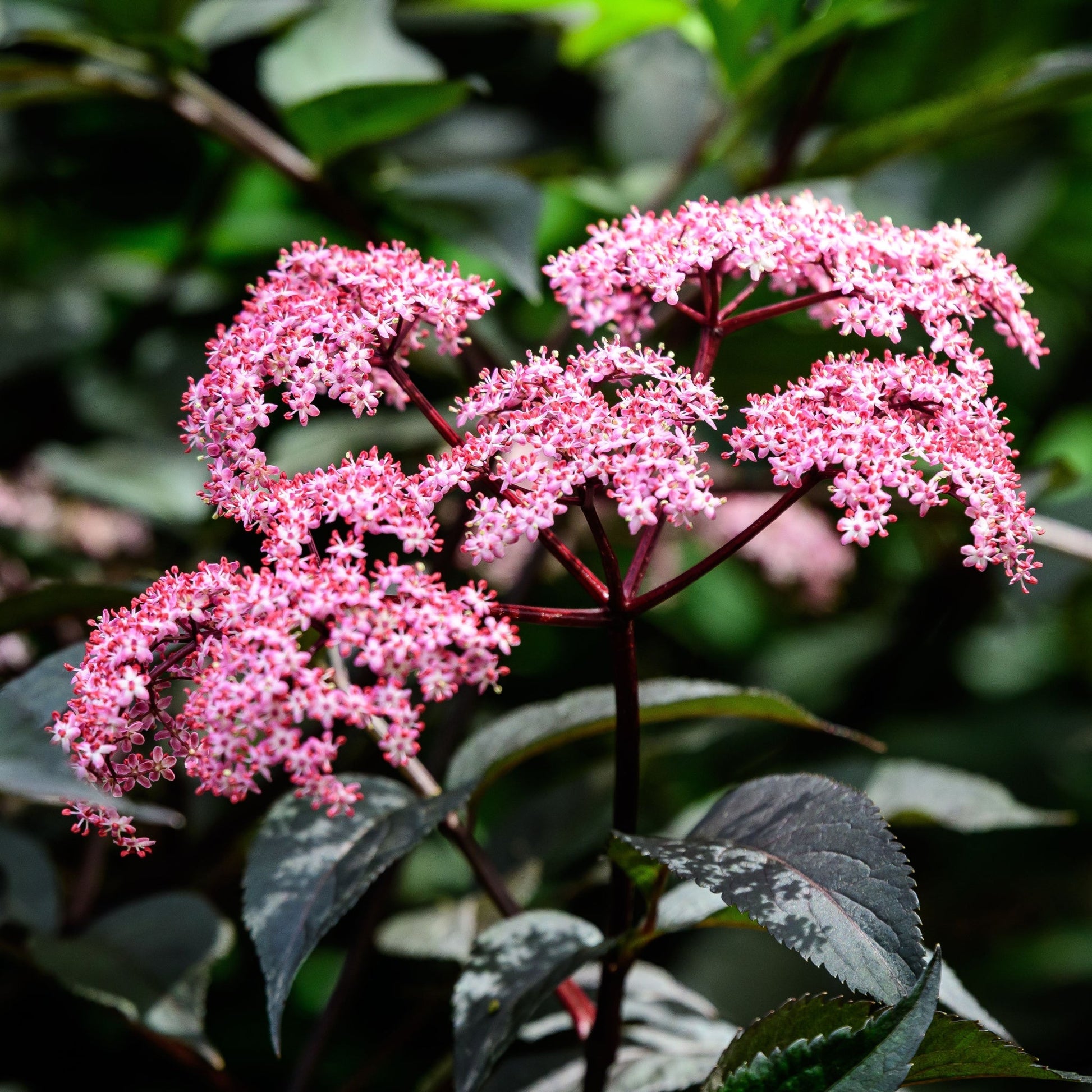 Sambucus nigra 'Black Beauty' – Purple Foliage, Fragrant Blooms, 9cm/3L - plants - express.com