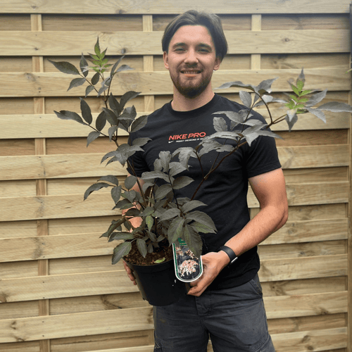 Sambucus nigra 'Black Beauty' – Purple Foliage, Fragrant Blooms, 9cm/3L - plants - express.com