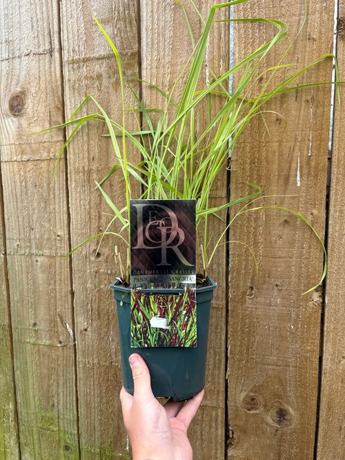 Sangria Panic Grass - Stunning Red - Tipped Clump Forming Beauty in 2L Pot! - plants - express.com
