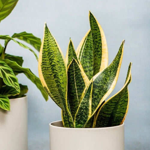 Sansevieria Futura Superba | Mother In Laws Tongue (Snake Plant) 35 - 40cm - plants - express.com