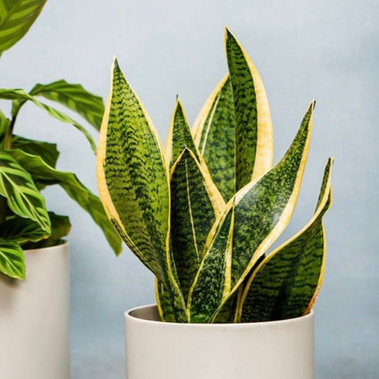Sansevieria Futura Superba | Mother In Laws Tongue (Snake Plant) 35 - 40cm - plants - express.com