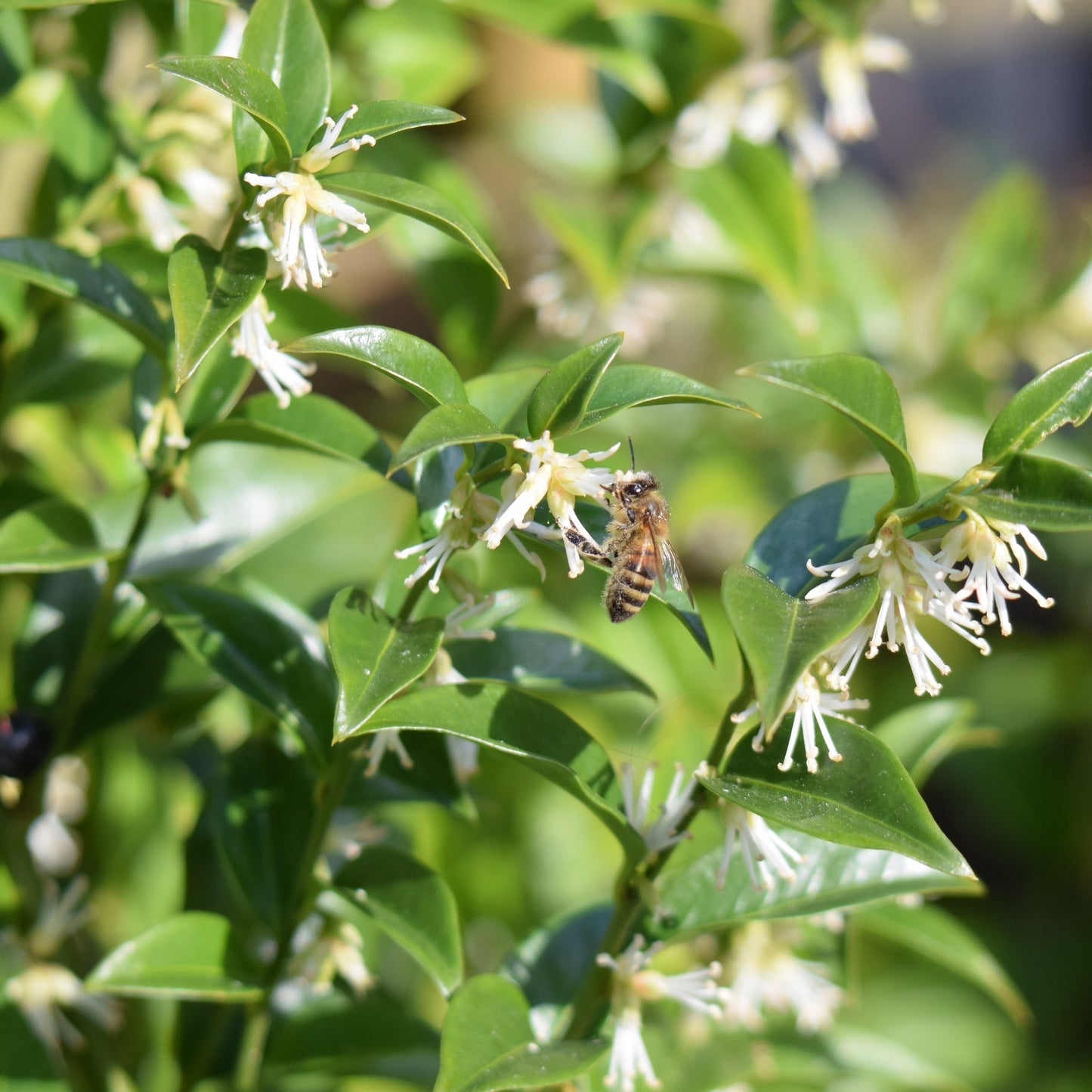 Sarcococca confusa: Sweet Box Shrub with Fragrant Winter Blooms, 1L/2L - plants - express.com