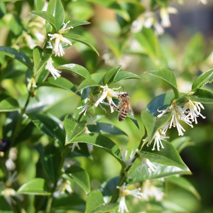 Sarcococca confusa: Sweet Box Shrub with Fragrant Winter Blooms, 1L/2L - plants - express.com