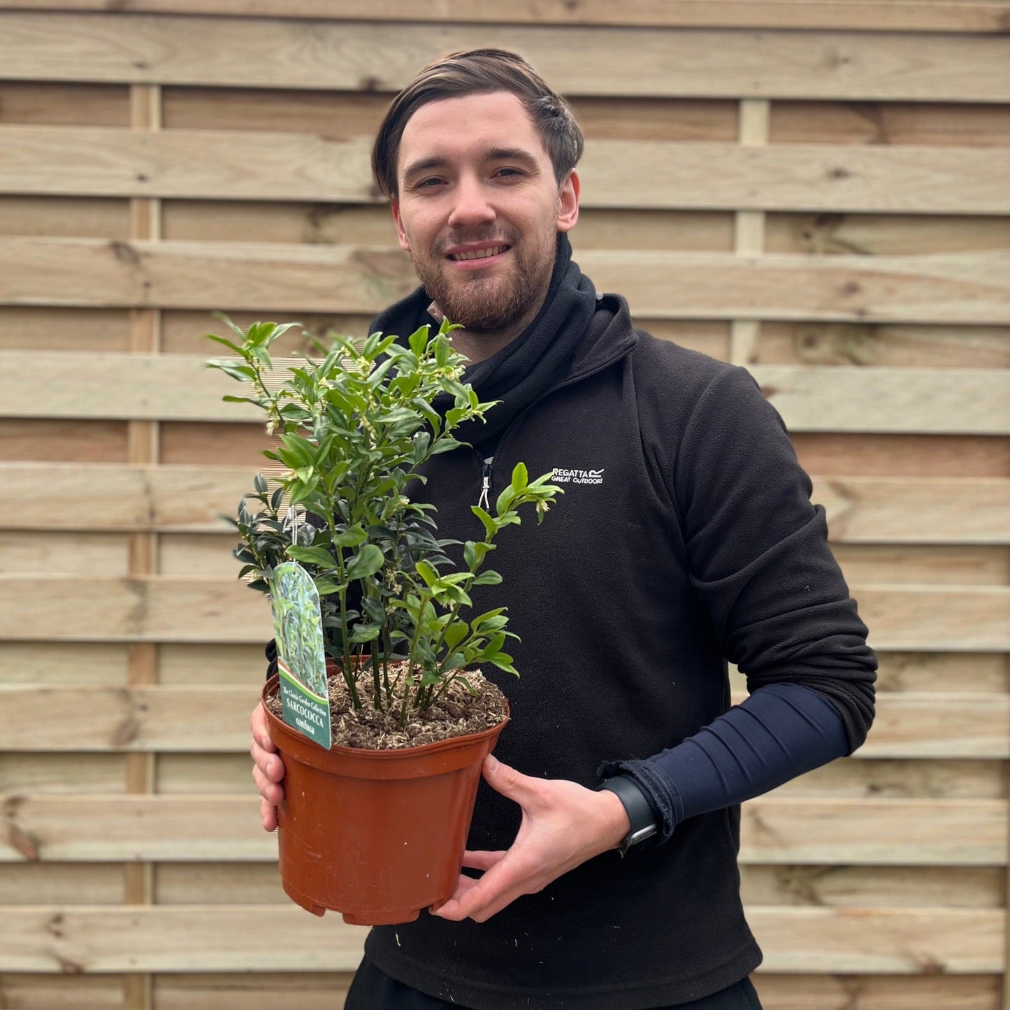 Sarcococca confusa: Sweet Box Shrub with Fragrant Winter Blooms, 1L/2L - plants - express.com